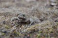 /album/amphibiens/bufo-calamita-jpg/